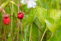 ripe red juicy sweet berry of wild strawberry field close-up, forest Royalty Free Stock Photo