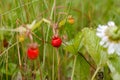 Ripe red juicy sweet berry of wild strawberry field close-up, forest Royalty Free Stock Photo