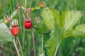 ripe red juicy sweet berry of wild strawberry field close-up, forest Royalty Free Stock Photo