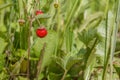 ripe red juicy sweet berry of wild strawberry field close-up, forest Royalty Free Stock Photo