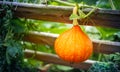 Ripe red kuri squash Royalty Free Stock Photo