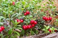 Ripe red lingonberries on a bush in the forest