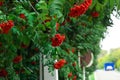 Ripe red Mountain Ash berries on branches with green leaves, rowan trees by the road in summer autumn garden Royalty Free Stock Photo