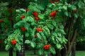 Ripe red Mountain Ash berries on branches with green leaves, rowan trees by the road in summer autumn garden Royalty Free Stock Photo