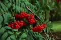 Ripe red Mountain Ash berries on branches with green leaves, rowan trees in summer autumn garden Royalty Free Stock Photo