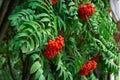 Ripe red Mountain Ash berries on branches with green leaves, rowan trees in summer autumn garden Royalty Free Stock Photo