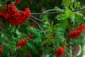 Ripe red Mountain Ash berries on branches with green leaves, rowan trees in summer autumn garden Royalty Free Stock Photo