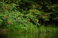 Ripe red mountain ash hanging over the river, summer forest landscape Royalty Free Stock Photo