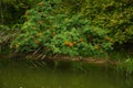 Ripe red mountain ash hanging over the river, summer forest landscape Royalty Free Stock Photo