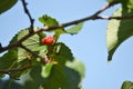 Ripe red mulberry Royalty Free Stock Photo