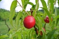 Ripe red nectarines on the tree in an orchard on a summer day. Royalty Free Stock Photo