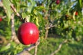 Ripe red nectarines on the tree in an orchard in summer Royalty Free Stock Photo