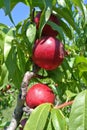 Ripe red nectarines on the tree in an orchard in summer Royalty Free Stock Photo