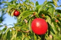 Ripe red nectarines on the tree in an orchard on a sunny afternoon Royalty Free Stock Photo