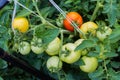 ripe red and not ripe green tomatoes hanging on the vine of a tomato plant in the garden Royalty Free Stock Photo