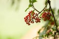 Ripe red-orange rowan berries close-up growing on the branches of a rowan tree Royalty Free Stock Photo