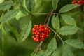 Ripe red-orange rowan berries close-up growing on the branches of a rowan tree Royalty Free Stock Photo