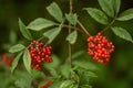 Ripe red-orange rowan berries close-up growing on the branches of a rowan tree Royalty Free Stock Photo