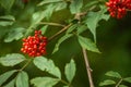 Ripe red-orange rowan berries close-up growing on the branches of a rowan tree Royalty Free Stock Photo