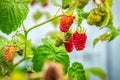 Ripe red organic raspberries with green leaves hang on a branch in the garden Royalty Free Stock Photo