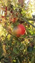 Ripe red organic tomatoes growing on the garden bed. Tomatoes in the greenhouse. The red tomatoes on a branch. Royalty Free Stock Photo