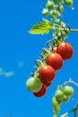 Ripe red orgranic Cherry Tomatoes Growing On Vine with blue sky on background Royalty Free Stock Photo