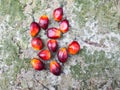 Ripe and red palm kernels Royalty Free Stock Photo