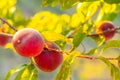 Ripe red peaches on a tree branch in the garden on a sunny day. Ripening seasonal fruits Royalty Free Stock Photo