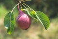 Ripe red pear on tree branch. Organic cultivar pears in natural environment. Crop of fruits in summer garden on a sunny day Royalty Free Stock Photo