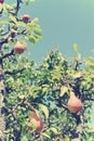 Ripe red pears on the tree in an orchard; retro Instagram style Royalty Free Stock Photo