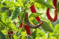 Ripe red peppers Royalty Free Stock Photo