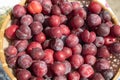 Ripe red plums in a basket Royalty Free Stock Photo