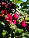 Ripe red plums Royalty Free Stock Photo