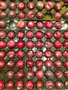 Ripe Red Plums in Plastic Tray Royalty Free Stock Photo