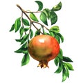 Ripe red pomegranate fruit on a branch with leaves isolated, watercolor illustration on white