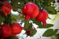 Ripe Red Pomegranate Fruit Hanging on Tree Branch In Backyard Orchard During Summer Time Royalty Free Stock Photo