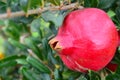 Ripe red pomegranate fruit hanging on a tree branch in the garden.Punica granatum.Tropical fruits,healthy food or gardening. Royalty Free Stock Photo