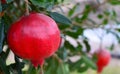 Ripe red pomegranate fruit hanging on a tree branch in the garden.Punica granatum.Tropical fruits,healthy food, gardening. Royalty Free Stock Photo