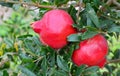 Ripe red pomegranate fruit hanging on a tree branch in the garden.Punica granatum.Tropical fruits,healthy food, gardening. Royalty Free Stock Photo