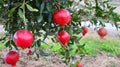 Ripe red pomegranate fruit hanging on a tree branch in the garden.Punica granatum.Tropical fruits,healthy food, gardening. Royalty Free Stock Photo
