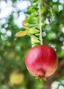 Ripe red pomegranate fruit on a tree. Royalty Free Stock Photo