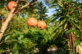 Ripe and red pomegranate fruit on tree branch Royalty Free Stock Photo