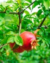 Ripe Red Pomegranate Fruit on Tree Royalty Free Stock Photo