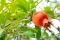 Ripe Red Pomegranate Fruit on Tree Branch Royalty Free Stock Photo