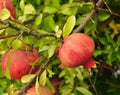 Ripe red pomegranate fruit on a tree branch Royalty Free Stock Photo