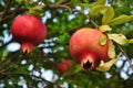 Ripe red pomegranate fruit on a tree branch Royalty Free Stock Photo