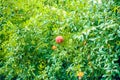 Ripe red pomegranate fruit on tree branch in garden Royalty Free Stock Photo