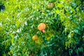 Ripe red pomegranate fruit on tree branch in garden Royalty Free Stock Photo
