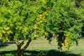 Ripe red pomegranates Punica granatum on tree in the Crimea garden. Sunny autumn day Royalty Free Stock Photo