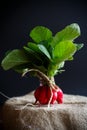 Ripe red radish with foliage